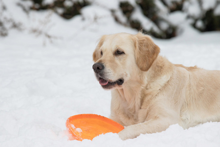 金毛猎犬与橙色飞盘在雪地上