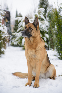 德国牧羊犬坐在雪地上