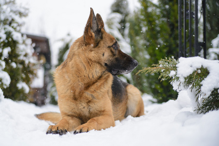 德国牧羊犬躺在雪上