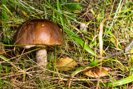 草里的蘑菇。 牛肝菌Leccinum。