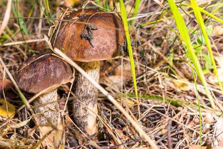 在草地上的蘑菇。牛肝菌。Leccinum