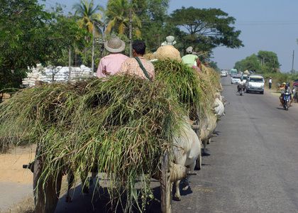 秸秆的运输蒲甘, 曼德勒-sep 6: 身份不明的运送秸秆和车利用牛在缅甸