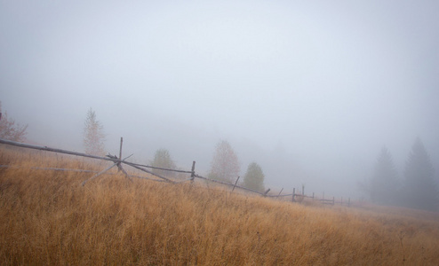 树和篱笆在雾中