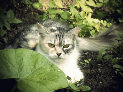 在花园里的猫