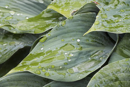 树叶上的雨