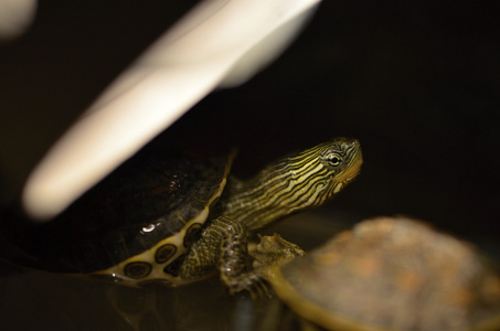 虎纹蛙图片大全