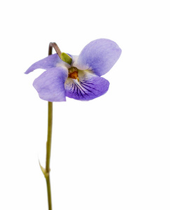 木材的紫罗兰花儿