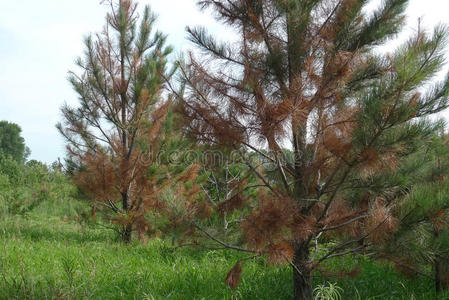 枯萎的树松树枯萎病照片