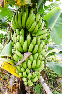 树上一堆成熟的香蕉