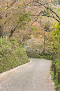 樱花树路