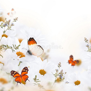 春天的雏菊和蝴蝶花