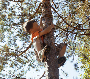 可爱的小男孩在树上爬