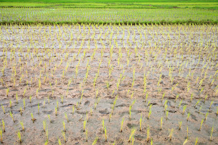 绿色稻田。