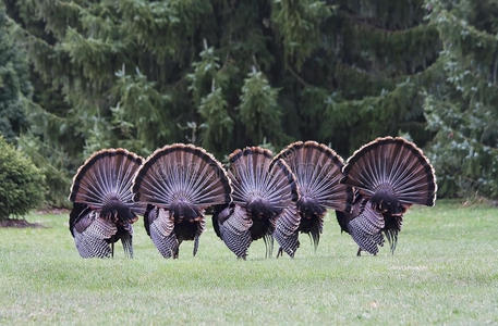 野火鸡交配舞照片