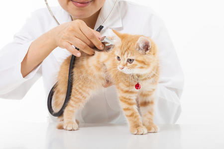 女兽医在诊所给一只可爱的猫做检查