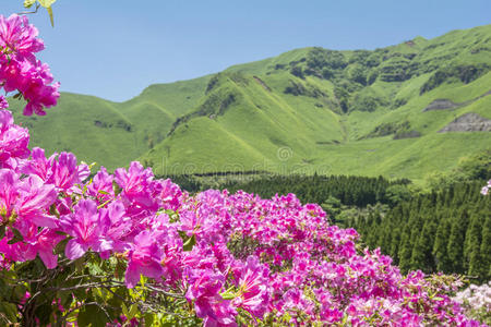 粉红色杜鹃花田