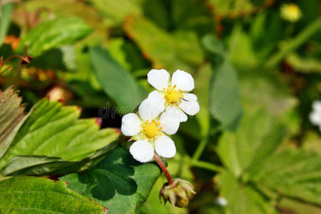 花野草莓