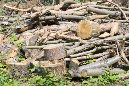 一堆被砍倒的树照片