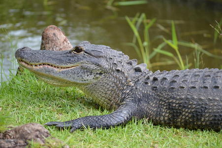 沼泽附近草地上的鳄鱼特写镜头