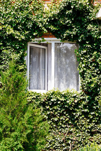 乡村住宅中开着窗户的常春藤