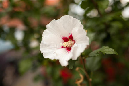 白色装饰花