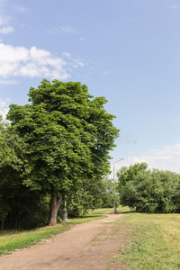 夏季景观