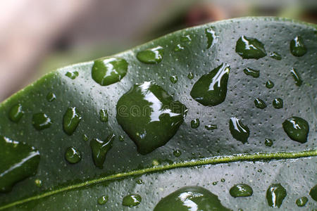 雨中的叶子