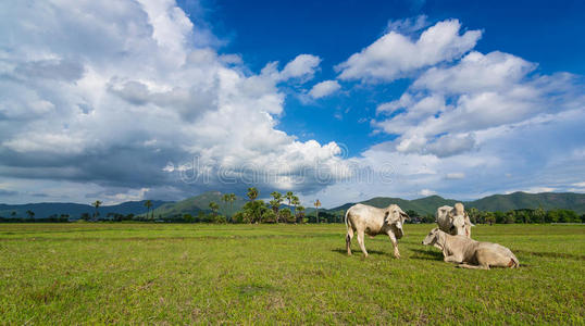 亚洲奶牛在绿色的田野和美好的天空