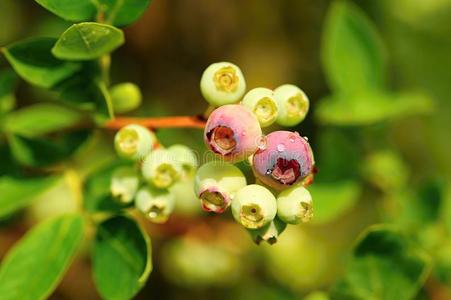 露水蓝莓