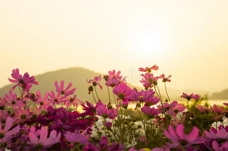 夕阳下的宇宙花