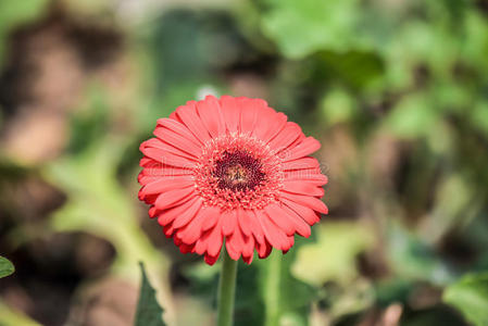 红菊花