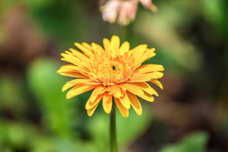 黄菊花