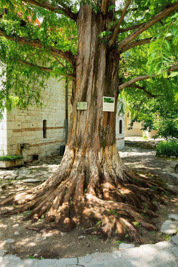 巴赫科沃寺中的神圣红杉
