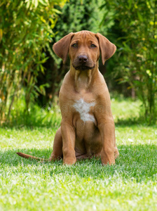 美丽的罗得西亚脊背犬