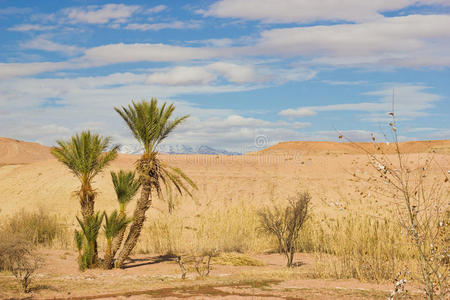 沙漠中的棕榈树
