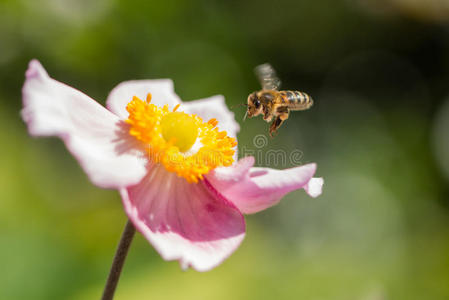 一只盘旋在粉红色和黄色花朵附近的蜻蜓