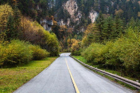 森林公路