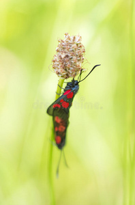 红黑蝶