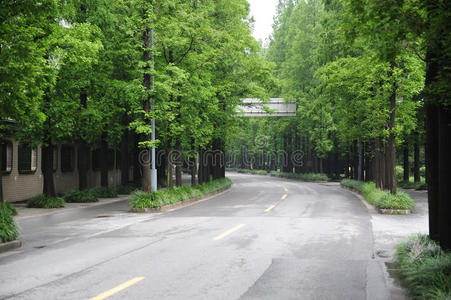 林荫路图片