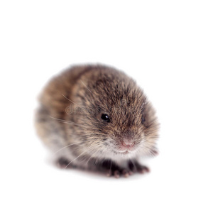 在白色的常见田鼠图片