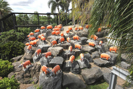 在泰国芭堤雅市附近的农家乐热带植物园里，有红猪草树和石头的草地