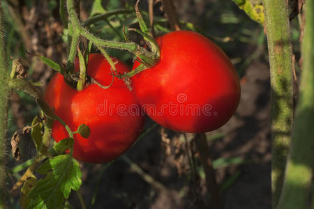花园里的西红柿