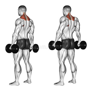 用哑铃耸耸肩照片