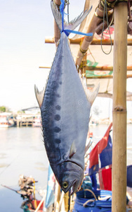 新鲜的海鱼头朝下挂在钩子上