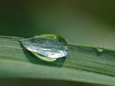 绿草上的水滴