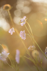 浅蓝色枕花