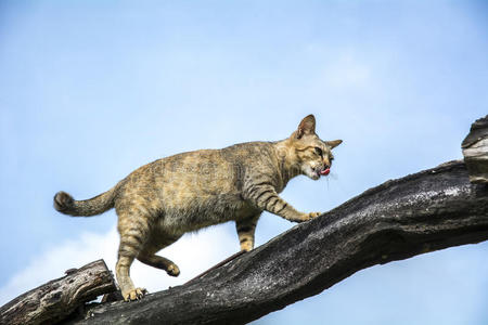 可爱极了 眼睛 猫科动物 野兽 突袭 可爱的 猎人 自然