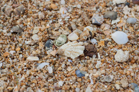 贝壳和石头制成的海砂质地。