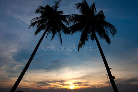 双棕榈树日落