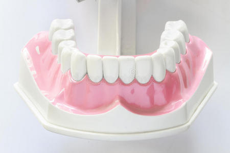 牙颌模型